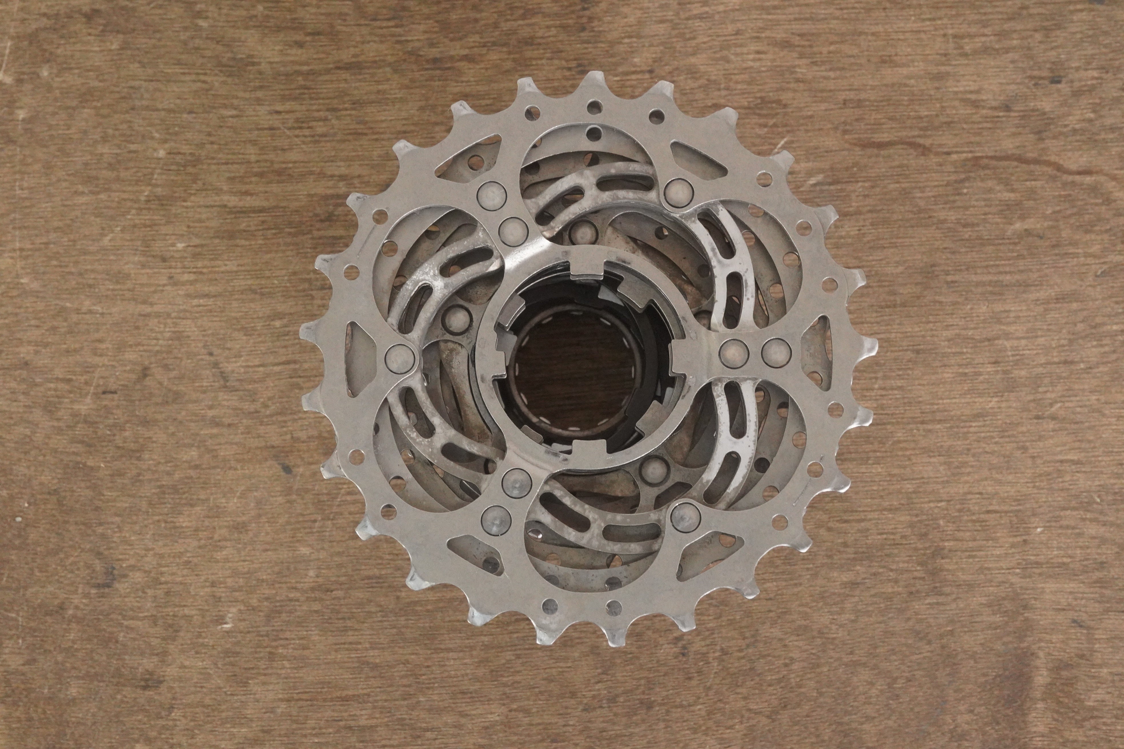 法螺貝　⑪ 法螺貝② ホラ貝 法螺貝 法螺貝② 法螺貝 35cm ZX 30 / ZX 35 / ZX 40